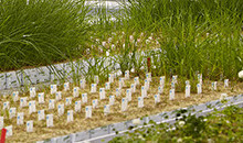 New turf and forage varieties